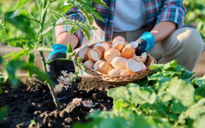 Planet Mirt’s Guide to Using Eggshells in Compost: Boost Calcium and Soil Health 🥚🌿
