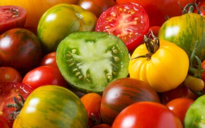 Planet Mirt’s Guide to Seed Saving: Preserve Your Plants for the Future 🌱