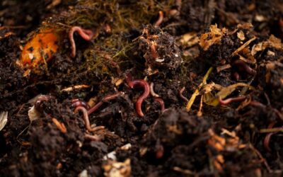 Planet Mirt’s Guide to Meet Your Worms: The Heroes of Your Compost Bin 🪱🌍